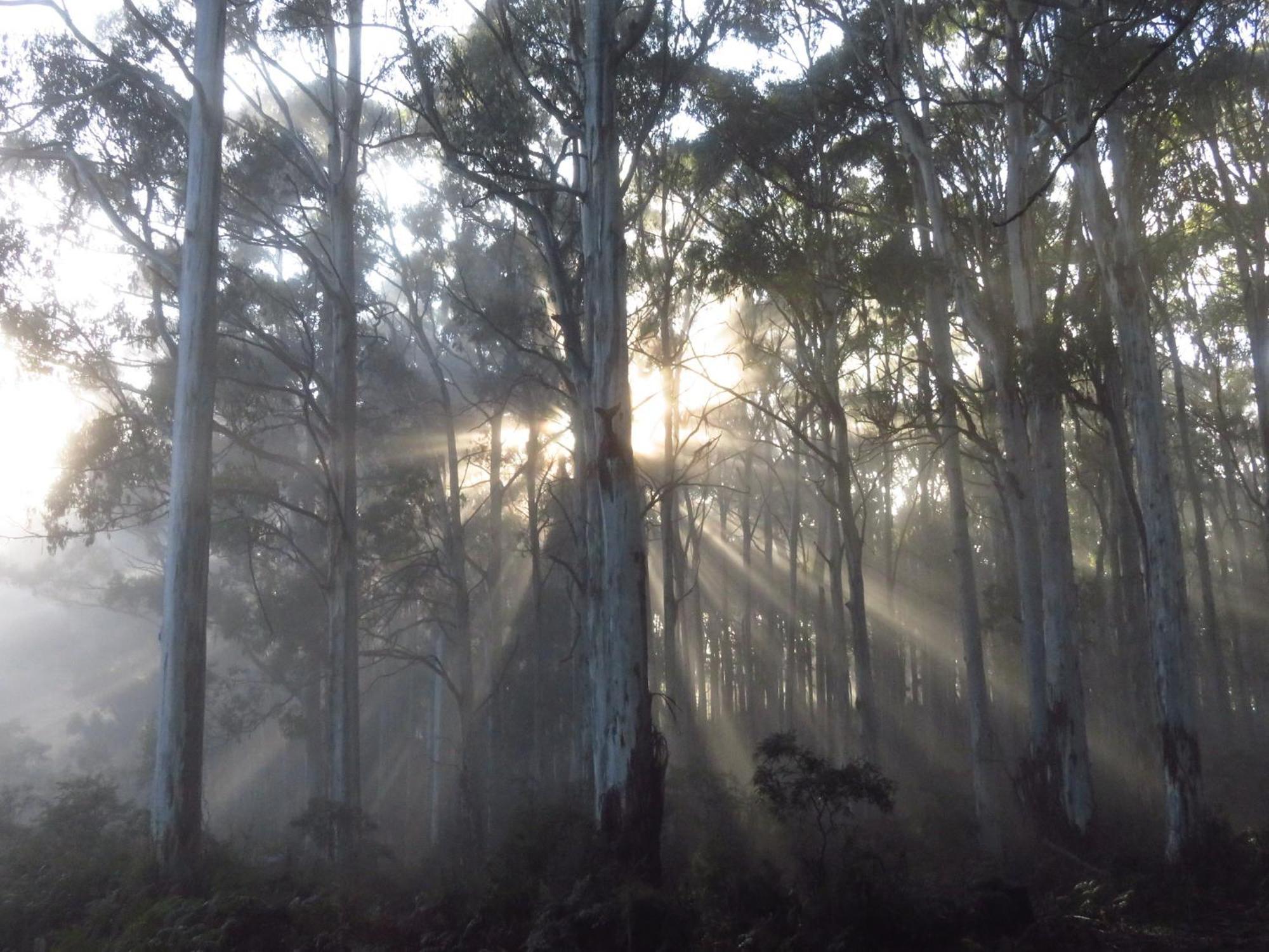 Sassafras Treehouse Private Home In The Dandenong Ranges, Victoria Екстериор снимка