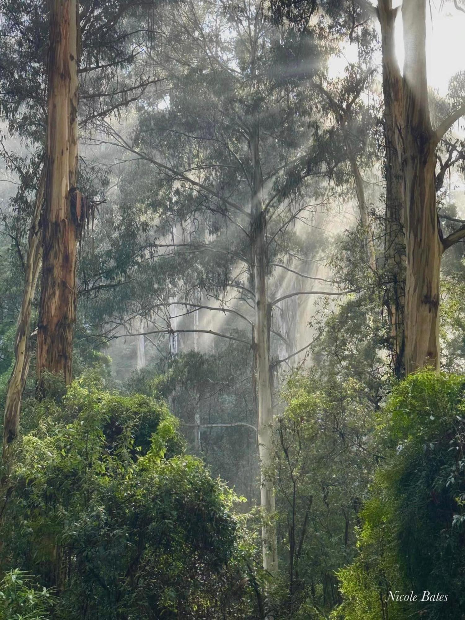 Sassafras Treehouse Private Home In The Dandenong Ranges, Victoria Екстериор снимка