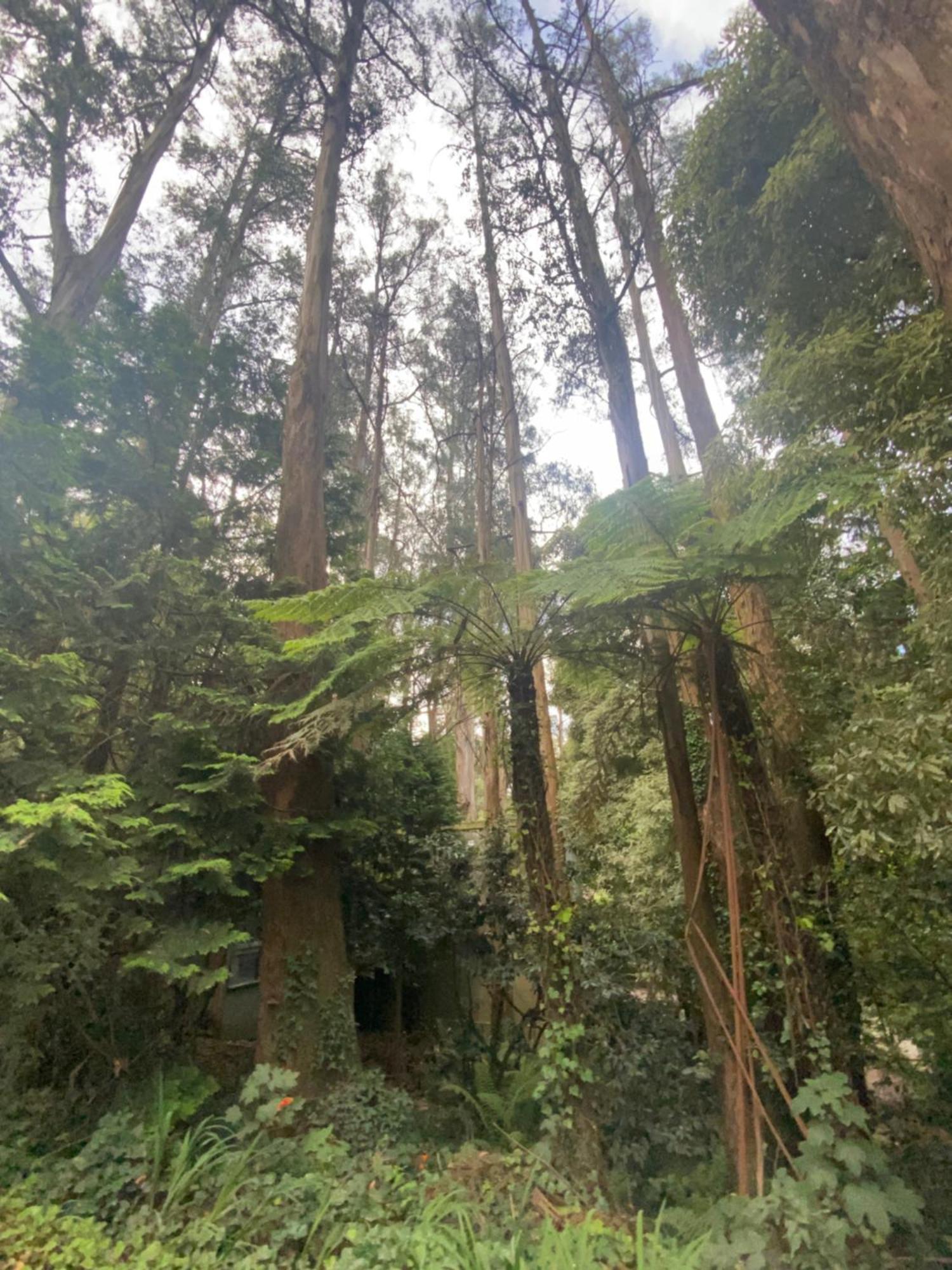 Sassafras Treehouse Private Home In The Dandenong Ranges, Victoria Екстериор снимка