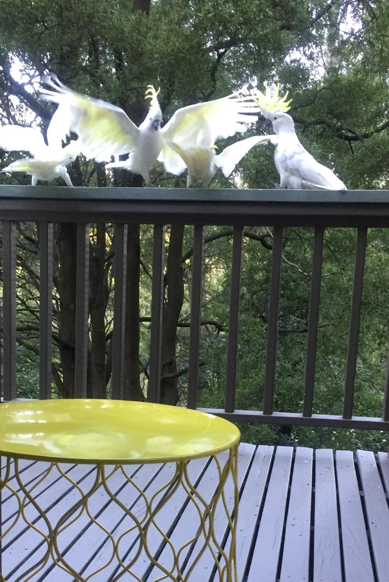 Sassafras Treehouse Private Home In The Dandenong Ranges, Victoria Екстериор снимка